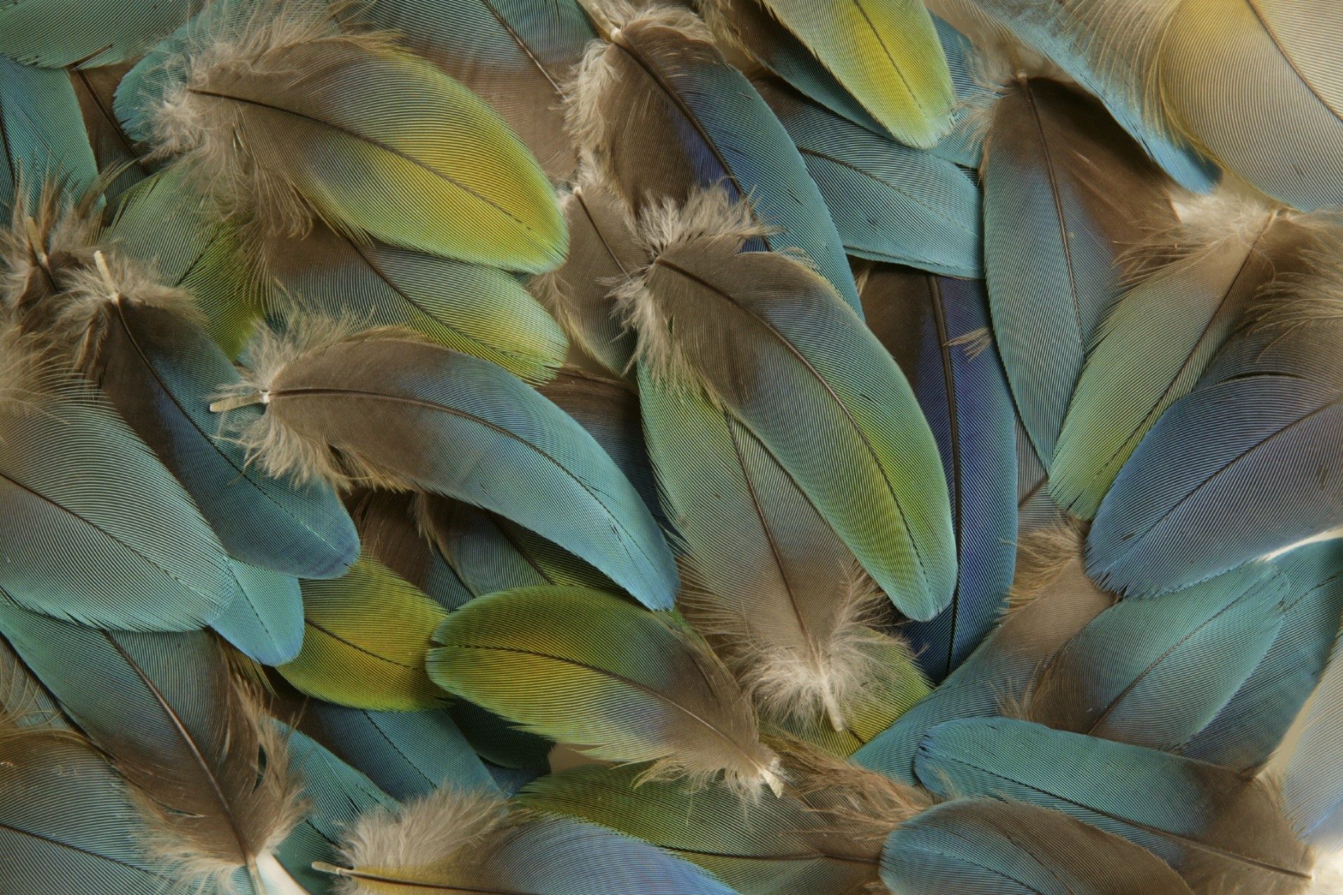 Defloresyfloreros - Web Design - Image