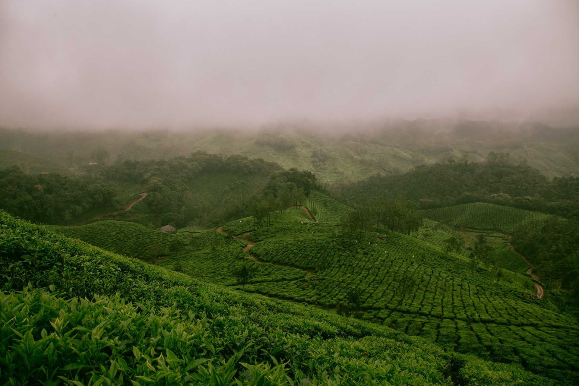 JDE Coffee plantation